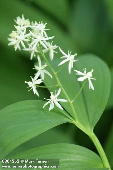 Maianthemum stellatum (Smilacina stellata)