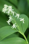 Star Solomon's Seal blossoms