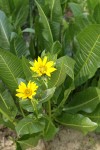 Northern Mule's Ears