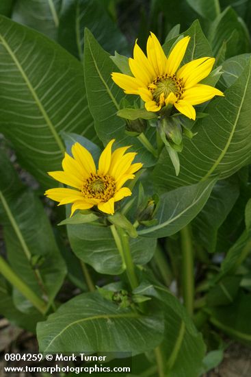 Wyethia amplexicaulis