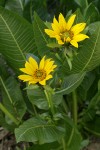 Northern Mule's Ears