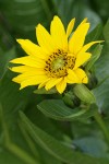 Northern Mule's Ears blossom