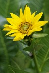 Northern Mule's Ears blossom