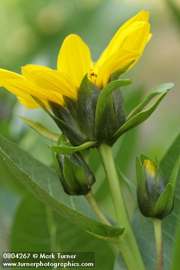 Wyethia amplexicaulis