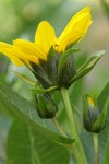 Northern Mule's Ears blossom underside detail