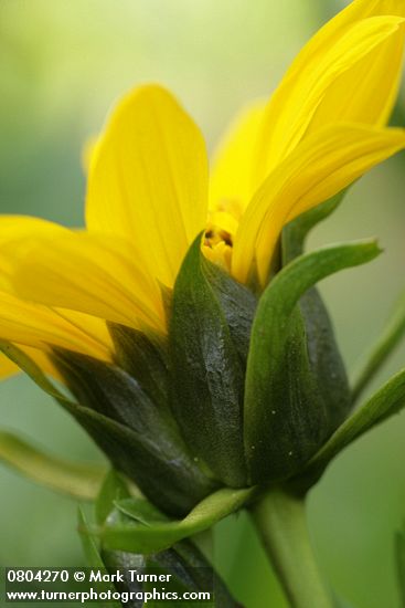 Wyethia amplexicaulis