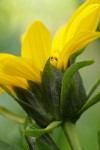 Northern Mule's Ears blossom underside detail