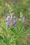 Wyeth's Lupine blossoms & foliage