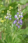 Wyeth's Lupine blossoms & foliage