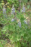 Wyeth's Lupines