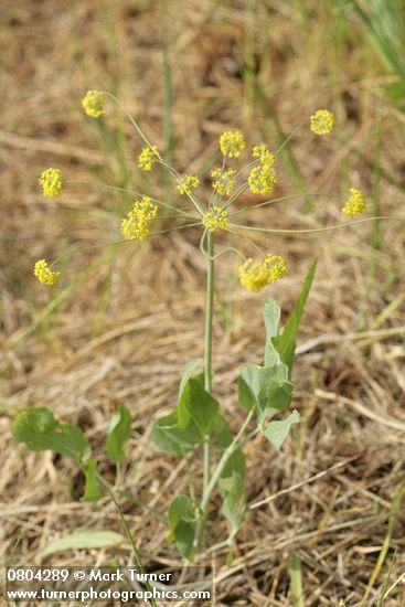 Lomatium nudicaule