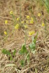 Barestem Desert Parsley