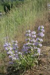 Fuzzytongue Penstemon