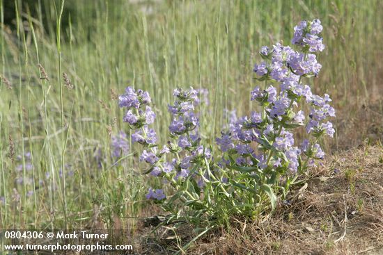 Penstemon eriantherus var. whitedii