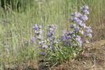 Fuzzytongue Penstemon