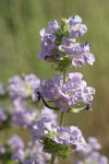 Fuzzytongue Penstemon blossoms