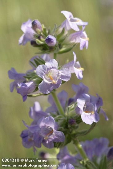 Penstemon eriantherus var. whitedii