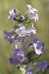 Fuzzytongue Penstemon blossoms