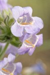 Fuzzytongue Penstemon blossoms detail