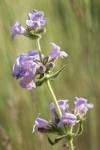 Fuzzytongue Penstemon blossoms