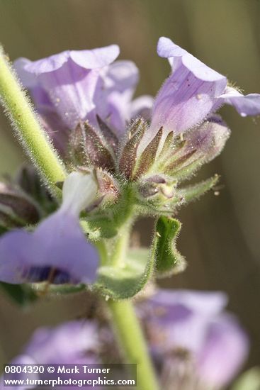 Penstemon eriantherus var. whitedii