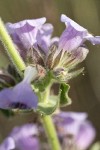 Fuzzytongue Penstemon blossoms detail