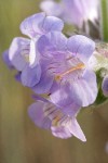 Fuzzytongue Penstemon blossoms detail