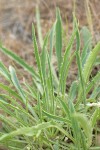 Fuzzytongue Penstemon basal foliage