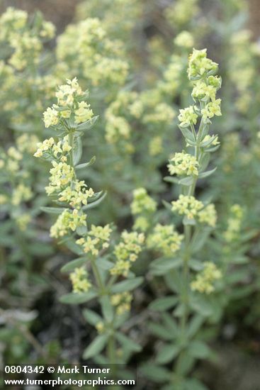 Galium multiflorum