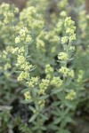 Shrubby Bedstraw