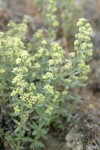 Shrubby Bedstraw