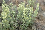 Shrubby Bedstraw