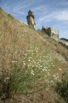 Showy Stickseed on dry hillside