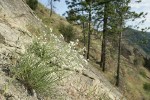 Showy Stickseed on rocky hillside