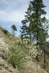 Showy Stickseed on rocky hillside