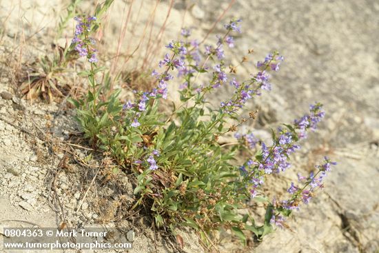 Penstemon pruinosus