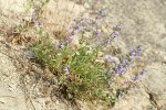 Chelan Penstemon