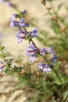 Chelan Penstemon blossoms