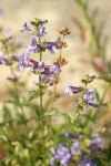 Chelan Penstemon