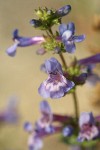 Chelan Penstemon blossoms detail
