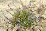 Chelan Penstemon