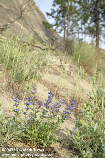 Penstemon pruinosus