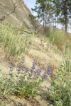 Chelan Penstemon