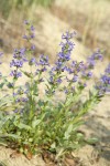 Chelan Penstemon