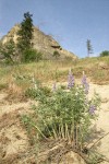 Silky Lupine on open slope