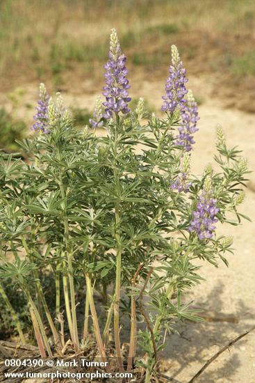 Lupinus sericeus