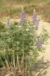 Silky Lupine