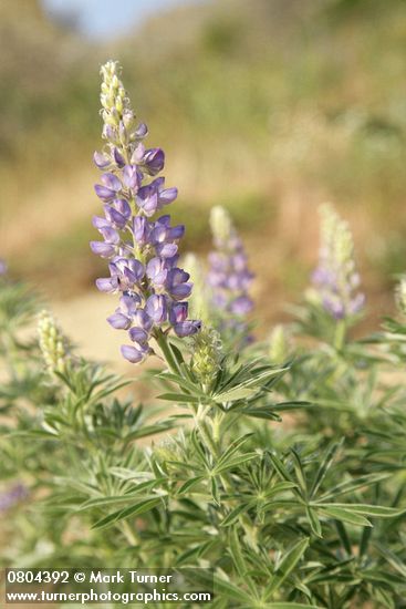 Lupinus sericeus