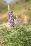 Silky Lupine blossoms & foliage