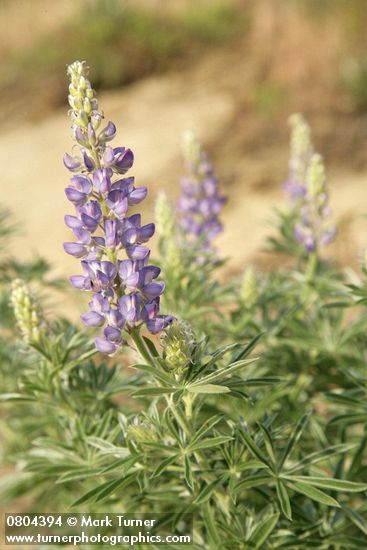 Lupinus sericeus